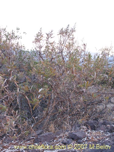 Фотография Ligaria cuneifolia (). Щелкните, чтобы увеличить вырез.