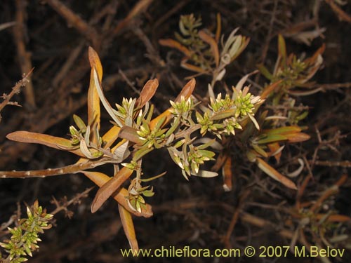 Ligaria cuneifolia의 사진
