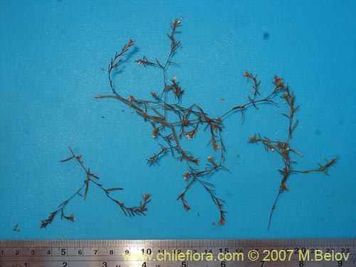 Gayophytum micranthumの写真