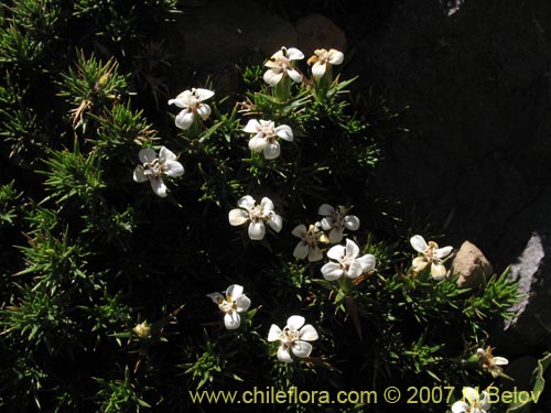 Фотография Nassauvia uniflora (). Щелкните, чтобы увеличить вырез.