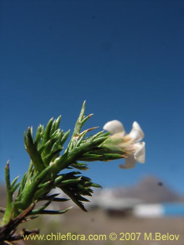 Nassauvia uniflora的照片
