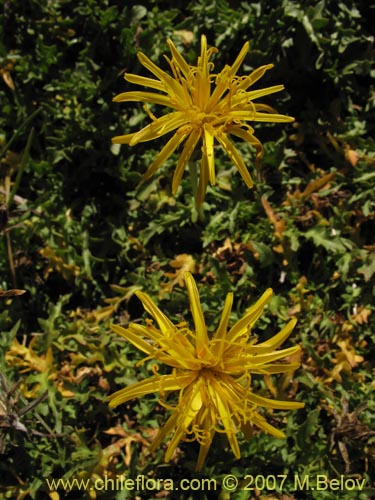 Hypochoeris tenuifolia var. clarionoides的照片