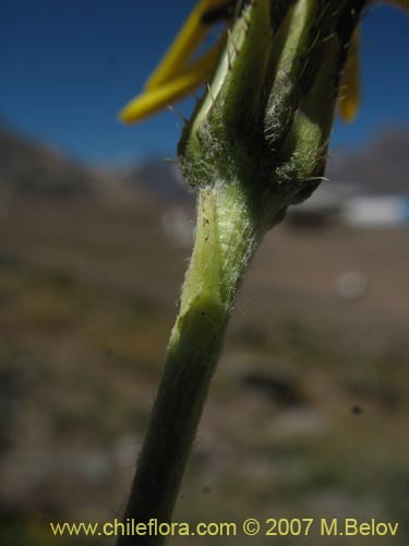 Hypochoeris tenuifolia var. clarionoidesの写真