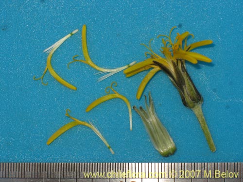 Hypochoeris tenuifolia var. clarionoides의 사진