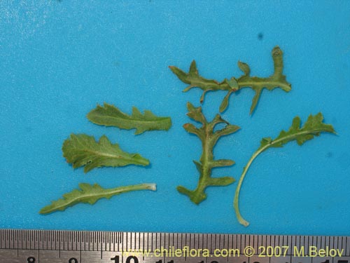 Фотография Hypochoeris tenuifolia var. clarionoides (). Щелкните, чтобы увеличить вырез.