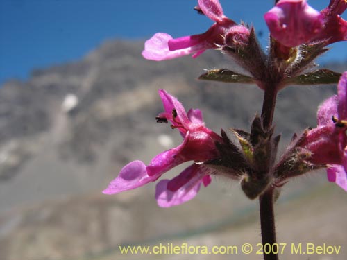 Image of Stachys philippiana (). Click to enlarge parts of image.