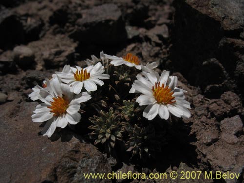 Imágen de Chaetanthera apiculata (). Haga un clic para aumentar parte de imágen.