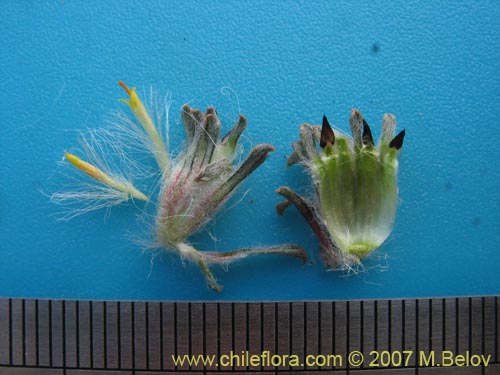 Bild von Chaetanthera apiculata (). Klicken Sie, um den Ausschnitt zu vergrössern.