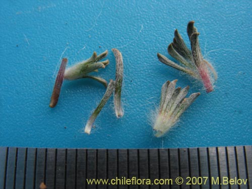 Фотография Chaetanthera apiculata (). Щелкните, чтобы увеличить вырез.