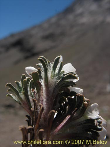 Фотография Chaetanthera apiculata (). Щелкните, чтобы увеличить вырез.