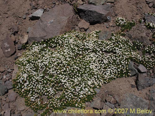Image of Nassauvia uniflora (). Click to enlarge parts of image.