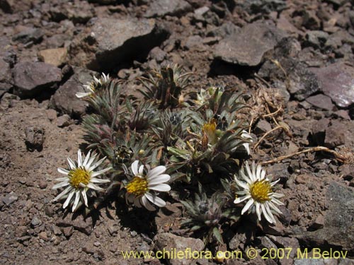 Image of Chaetanthera sp. #02503 (). Click to enlarge parts of image.