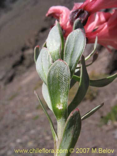 Bild von Alstroemeria spathulata (). Klicken Sie, um den Ausschnitt zu vergrössern.