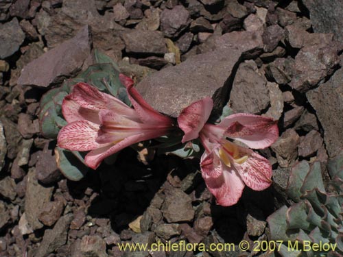 Imágen de Alstroemeria spathulata (). Haga un clic para aumentar parte de imágen.