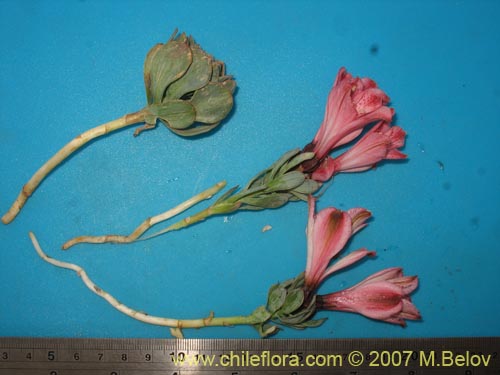 Alstroemeria spathulata的照片