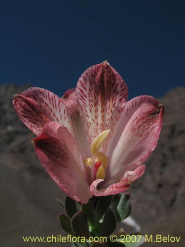 Bild von Alstroemeria spathulata (). Klicken Sie, um den Ausschnitt zu vergrössern.