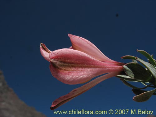 Фотография Alstroemeria spathulata (). Щелкните, чтобы увеличить вырез.