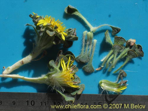 Chaetanthera spathulifoliaの写真