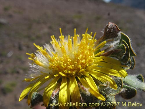 Фотография Chaetanthera spathulifolia (). Щелкните, чтобы увеличить вырез.