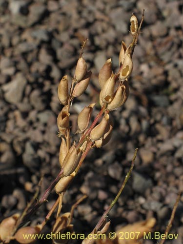 Astragalus curvicaulisの写真