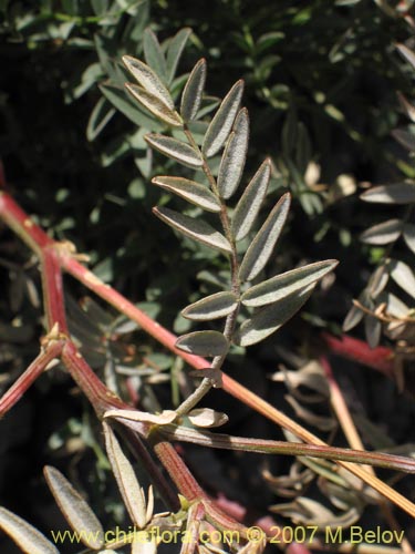 Фотография Astragalus curvicaulis (). Щелкните, чтобы увеличить вырез.