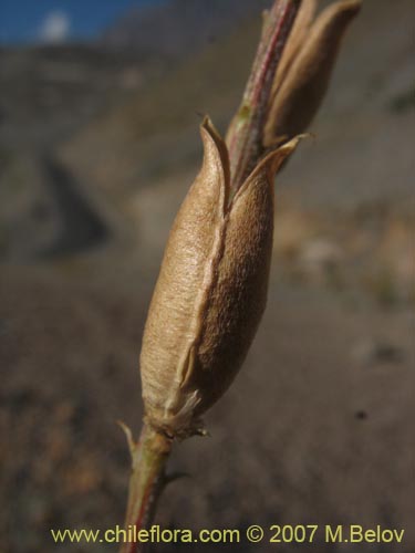 Image of Astragalus curvicaulis (). Click to enlarge parts of image.