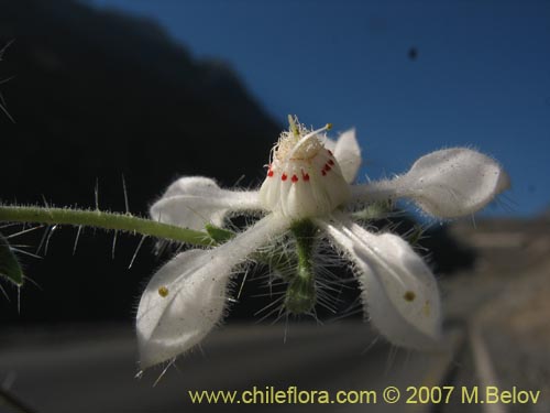 Imágen de Loasa pallida (Ortiga caballuna blanca). Haga un clic para aumentar parte de imágen.