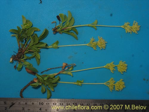 Image of Valeriana sp. #1384 (). Click to enlarge parts of image.