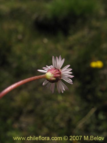 Bild von Asteraceae sp. #Z 6407 (). Klicken Sie, um den Ausschnitt zu vergrössern.