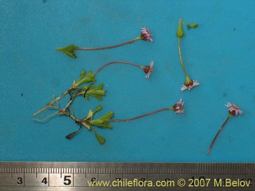 Bild von Asteraceae sp. #Z 6407 (). Klicken Sie, um den Ausschnitt zu vergrössern.
