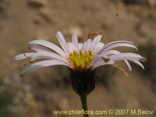 Image of Aster sp. #3092 (). Click to enlarge parts of image.