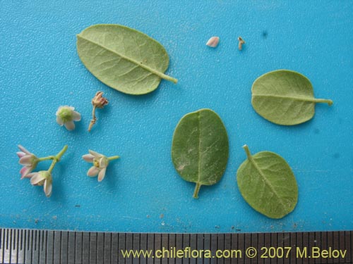 Image of Hydrocotyle chamaemorus (Malva del monte). Click to enlarge parts of image.
