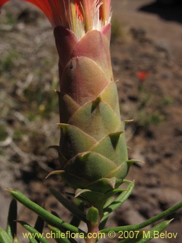 Mutisia subulata fma. subulata的照片