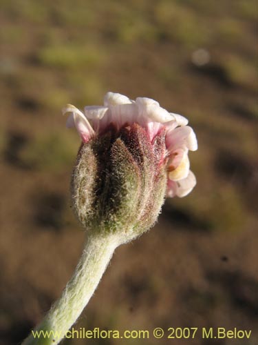 Image of Leucheria candidissima (). Click to enlarge parts of image.