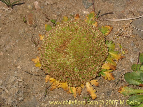 Imágen de Nastanthus agglomeratus (Coliflor del cerro). Haga un clic para aumentar parte de imágen.