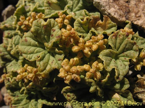 Image of Dioscorea volckmannii (Jab�n del monte). Click to enlarge parts of image.