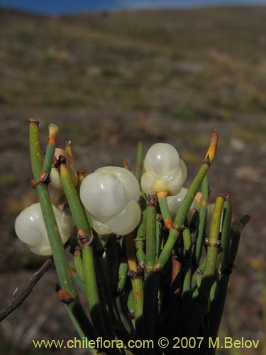 Image of Ephedra chilensis (Pingo-pingo / Transmontana / Solupe). Click to enlarge parts of image.