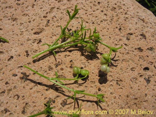 Image of Galium sp. #2005 (). Click to enlarge parts of image.