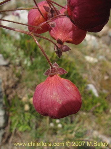 Calceolaria arachnoidea-x-C.-corymbosa,-hybrido의 사진