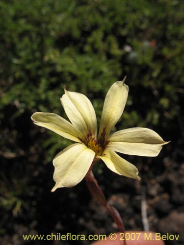 Image of Sisyrinchium pearcei (Huilmo). Click to enlarge parts of image.