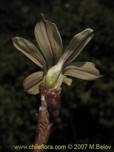 Sisyrinchium pearceiの写真