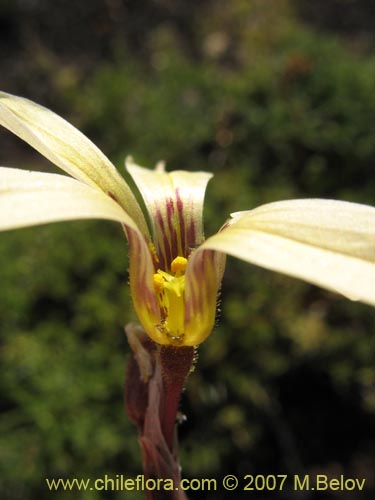 Фотография Sisyrinchium pearcei (Huilmo). Щелкните, чтобы увеличить вырез.