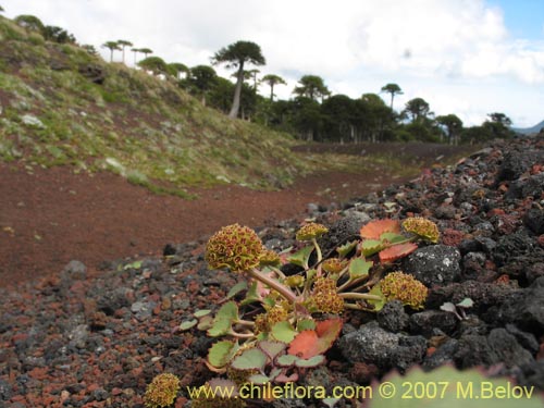 Pozoa volcanica의 사진
