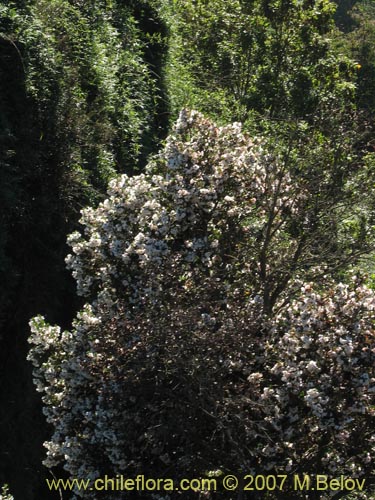 Bild von Eucryphia cordifolia (Ulmo). Klicken Sie, um den Ausschnitt zu vergrössern.