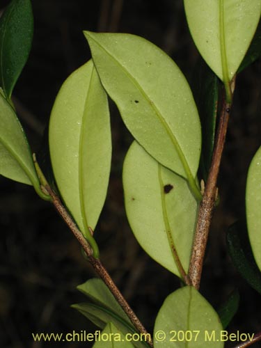 Bild von Myrceugenia planipes (Pitrilla / Pitra / Patagua de Valdivia). Klicken Sie, um den Ausschnitt zu vergrössern.
