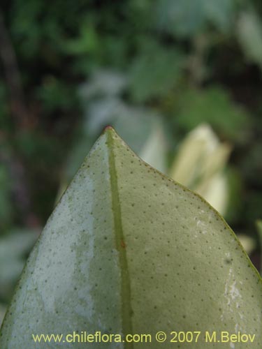 Imágen de Myrceugenia planipes (Pitrilla / Pitra / Patagua de Valdivia). Haga un clic para aumentar parte de imágen.