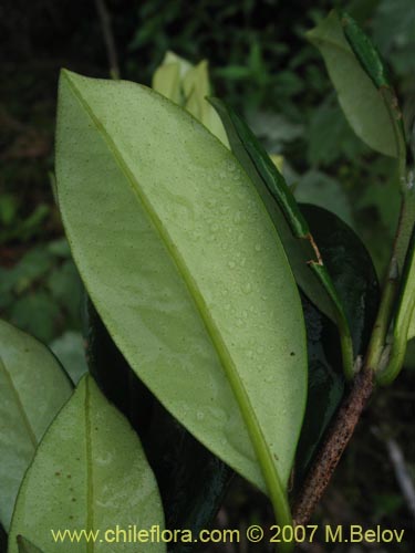 Image of Myrceugenia planipes (Pitrilla / Pitra / Patagua de Valdivia). Click to enlarge parts of image.