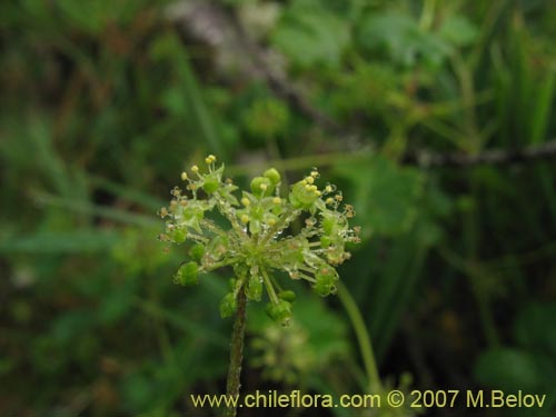 Hydrocotyle chamaemorus的照片