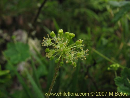 Hydrocotyle chamaemorus的照片