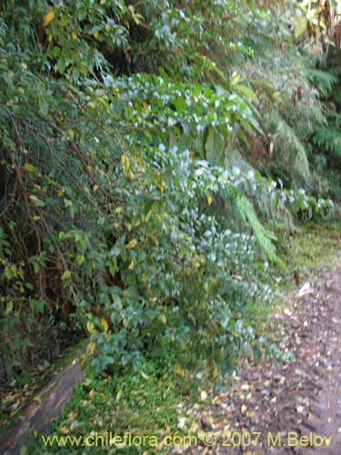 Latua pubifloraの写真